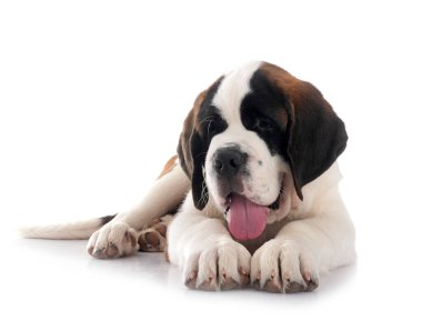 Saint bernard beyaz arka plan önünde