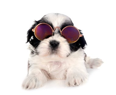 Köpek Shih Tzu beyaz arkaplanın önünde