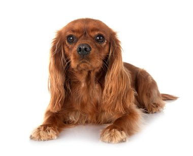 Beyaz arkaplan önünde süvari kral Charles