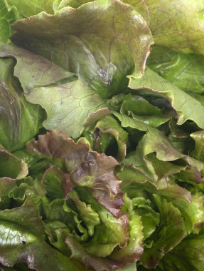 Beyaz arkaplan önünde batavya salatası