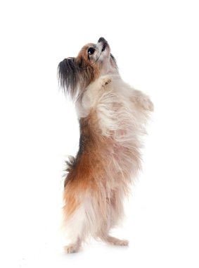 Beyaz arkaplan önünde papillon köpek