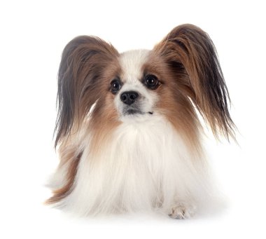 Beyaz arkaplan önünde papillon köpek