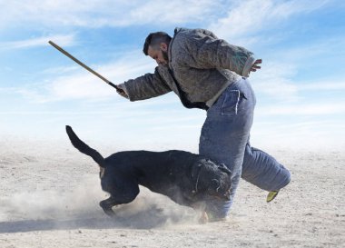 Genç Rottweiler koruma sporu ve polis eğitimi alıyor.