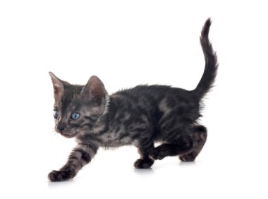 Bengal kedisi beyaz arka planda