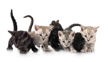 Bengal kedisi beyaz arka planda