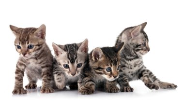 Bengal kedisi beyaz arka planda