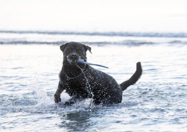Safkan Rottweiler kumsalda ve denizde oynuyor.