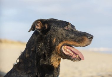 Fransız çoban kumda koşuyor ve oynuyor.