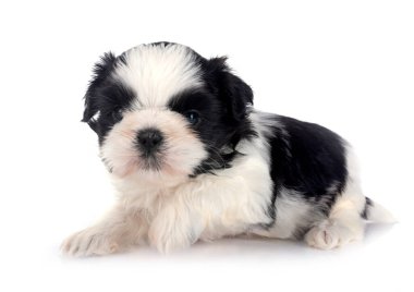 Köpek Shih Tzu beyaz arkaplanın önünde