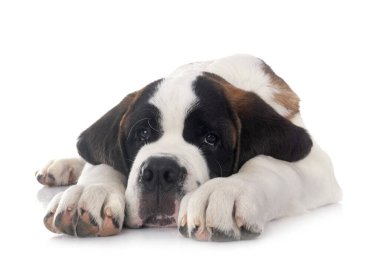 Yavru Saint Bernard beyaz arkaplanın önünde