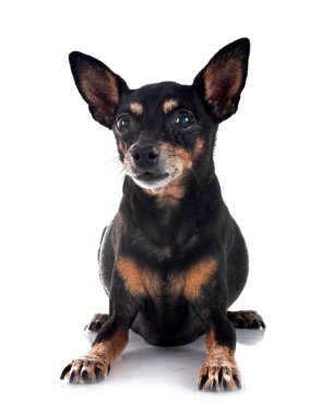 Beyaz arkaplan önünde minyatür pinscher