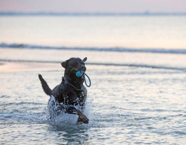Safkan Rottweiler kumsalda ve denizde oynuyor.