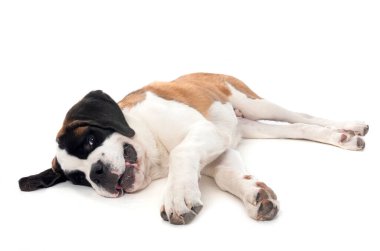 Saint bernard beyaz arka plan önünde