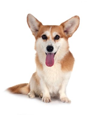 Beyaz arkaplan önünde Pembroke Galsh Corgi