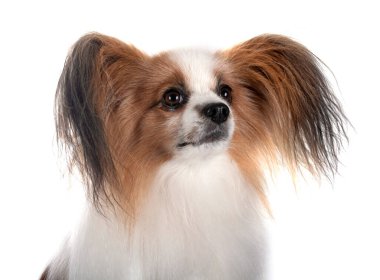 Beyaz arkaplan önünde papillon köpek