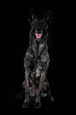 Beyaz arka plan önünde Hollandalı çoban