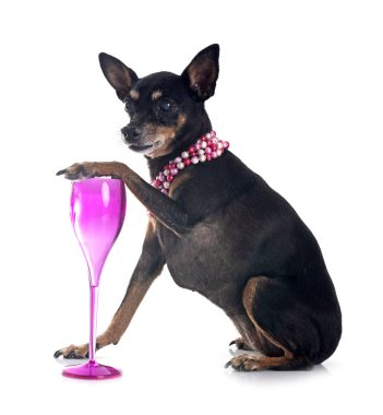 Beyaz arkaplan önünde minyatür pinscher