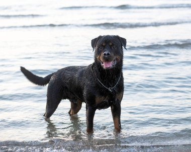 Safkan Rottweiler kumsalda ve denizde oynuyor.