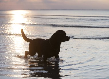 Safkan Rottweiler kumsalda ve denizde oynuyor.