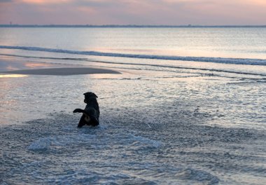 Safkan Rottweiler kumsalda ve denizde oynuyor.
