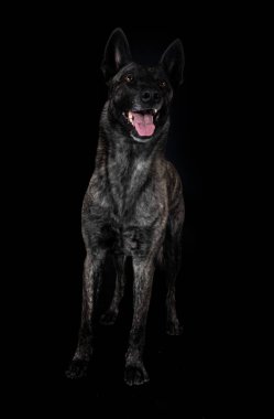 Beyaz arka plan önünde Hollandalı çoban