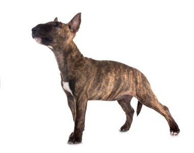 Beyaz arkaplan önünde minyatür Bull Terrier