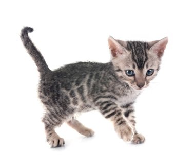 Bengal kedisi beyaz arka planda