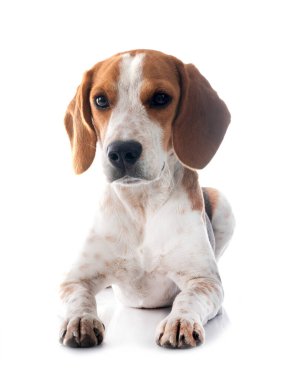 Genç av köpeği beyaz arkaplanın önünde