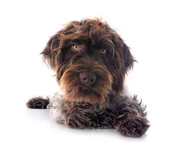 Beyaz arka plan önünde Wirehaired işaretleme griffon