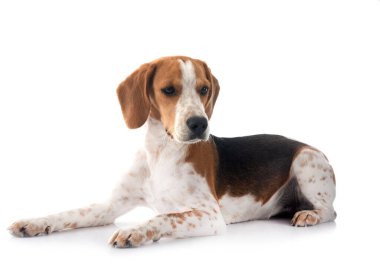 Genç av köpeği beyaz arkaplanın önünde