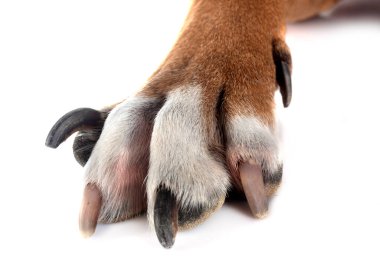 Beyaz arkaplan önünde boksör pençesi