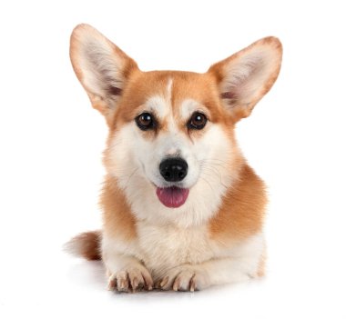 Beyaz arkaplan önünde Pembroke Galsh Corgi