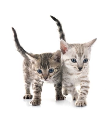 Bengal kedisi beyaz arka planda