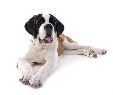 Saint bernard beyaz arka plan önünde