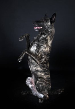 Beyaz arka plan önünde Hollandalı çoban