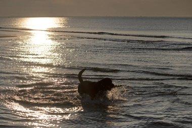 Safkan Rottweiler kumsalda ve denizde oynuyor.