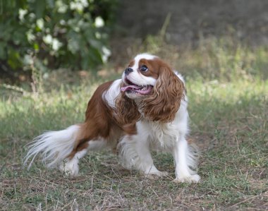Süvari Kral Charles doğada, bir bahçede kalıyor.
