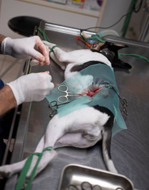 veterinarian make a sterilization on a dog