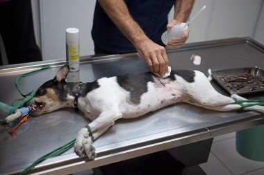 veterinarian make a sterilization on a dog
