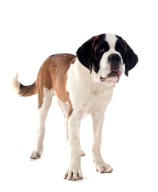 Saint bernard beyaz arka plan önünde