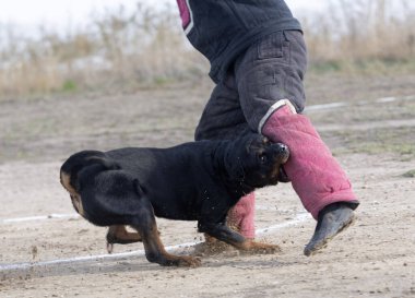 Genç Rottweiler koruma sporu ve polis eğitimi alıyor.