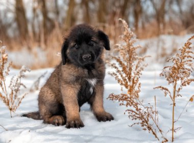 Yavru Leonberger kış arkaplanının önünde