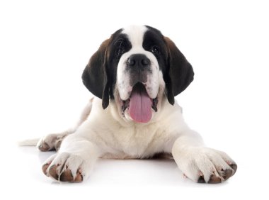 Yavru Saint Bernard beyaz arkaplanın önünde