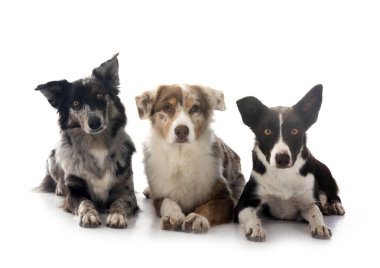 Avustralya çobanları ve beyaz arkaplan önünde sahibi ile sınır