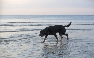 Safkan Rottweiler kumsalda ve denizde oynuyor.