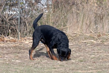 Bir Rottweiler ile itaat disiplini için köpek eğitimi.