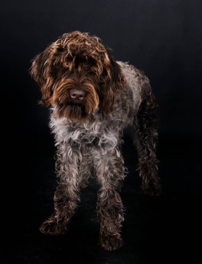 Siyah arkaplanın önündeki kablo saçlı işaret eden Griffon