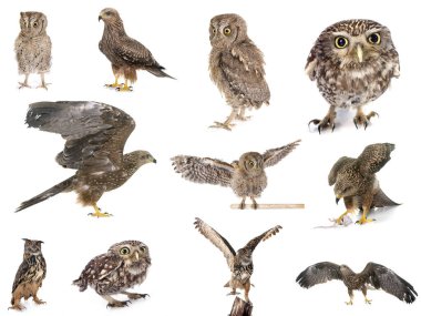 Beyaz stüdyonun önünde yırtıcı kuş resimleri.