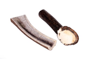 Beyaz arka plandaki köpek için tatlı