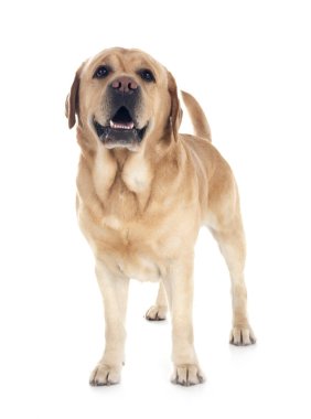 Beyaz arkaplan önünde yetişkin labrador retriever